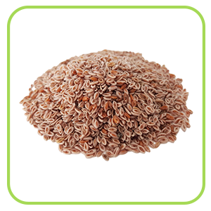 Plantago psyllium