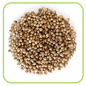 Coriander